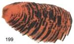 Pheasant Feathers