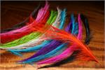 Rhea Feathers