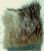 Muskrat