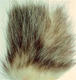 Opossum