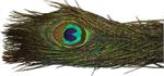 Peacock Feathers