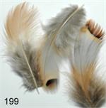 Partridge Feathers