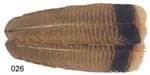 Turkey Feathers