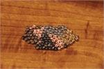 Tungsten Beads